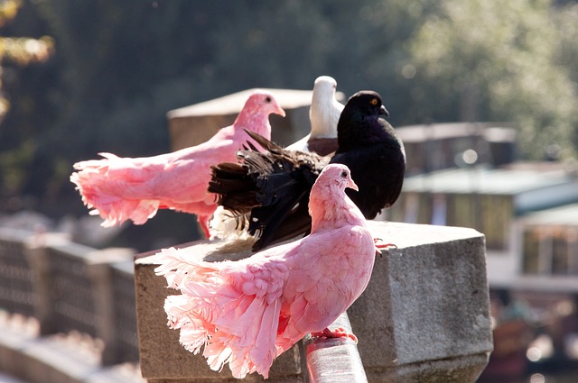 特雷-楊又在炒作一場比賽的快感 竟然和弟弟一起規劃擲骰子慶祝.