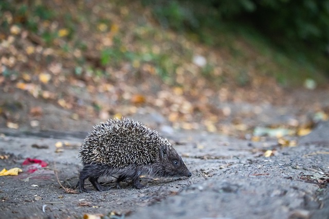 防线带来不 防线带来不